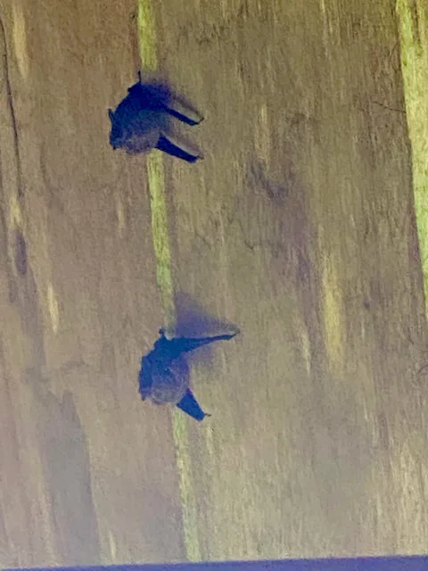 two-sleeping-bats-inside-dos-gatos-loco-restaurant-overhang-roof