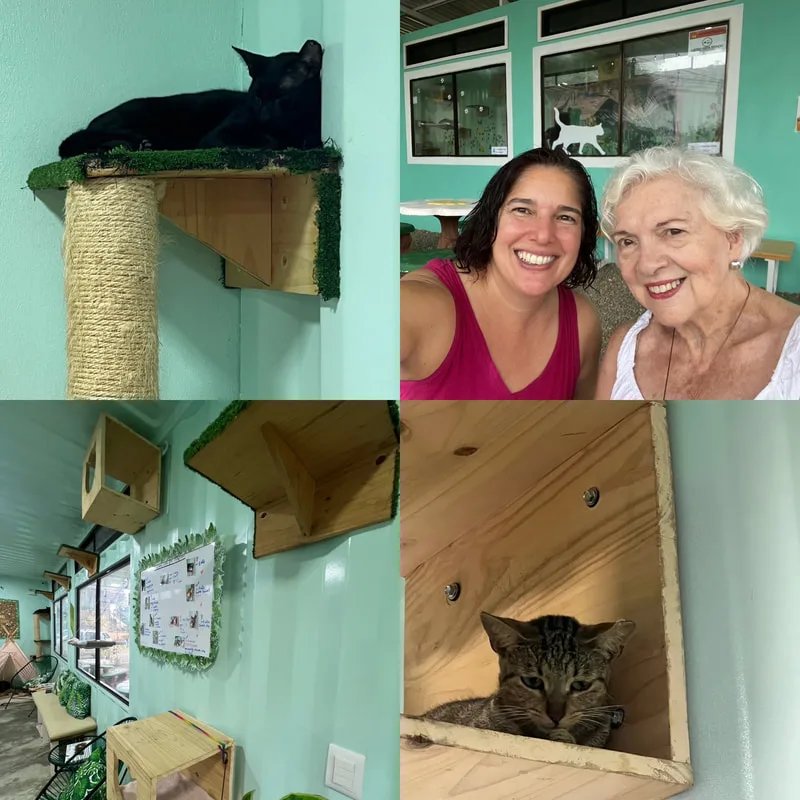 Coffee Cat Cafe photos
